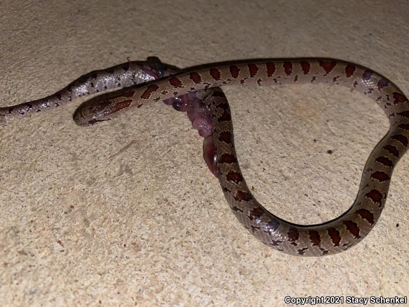 Mole Kingsnake (Lampropeltis calligaster rhombomaculata)