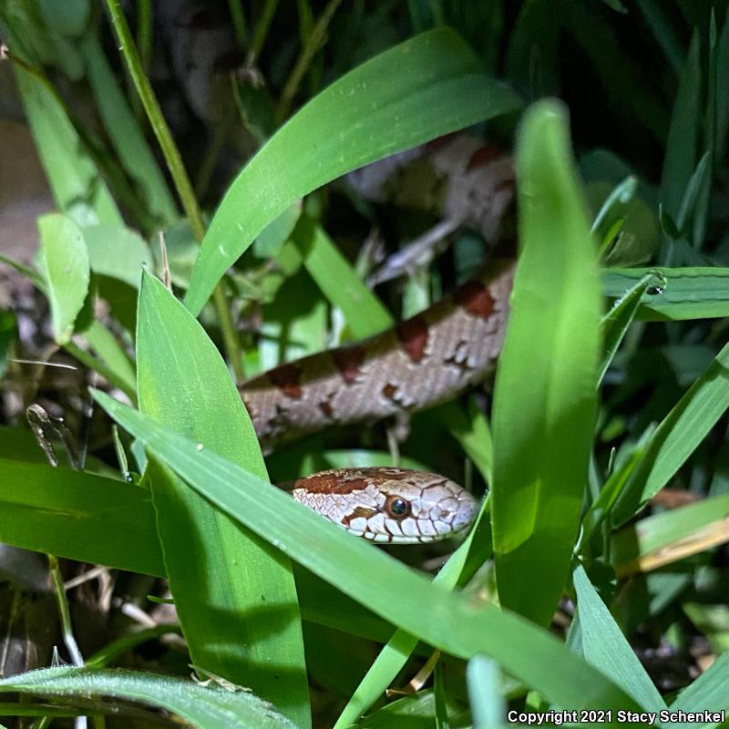 Mole Kingsnake (Lampropeltis calligaster rhombomaculata)