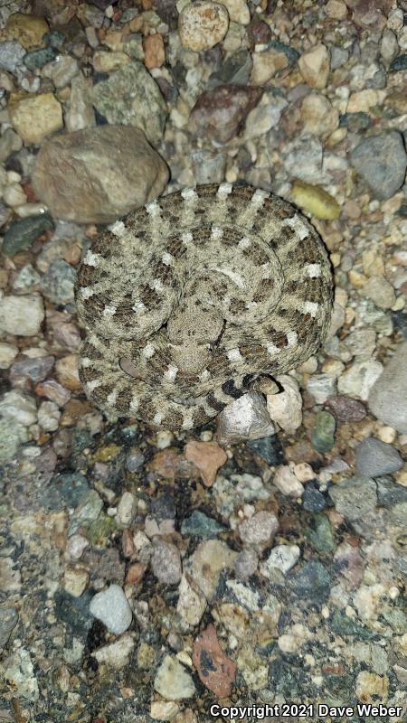 Sonoran Sidewinder (Crotalus cerastes cercobombus)