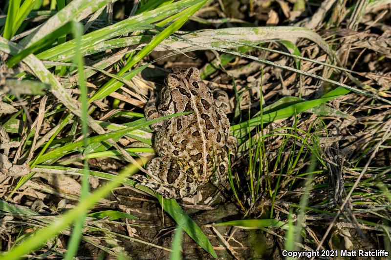 Fowler's Toad (Anaxyrus fowleri)