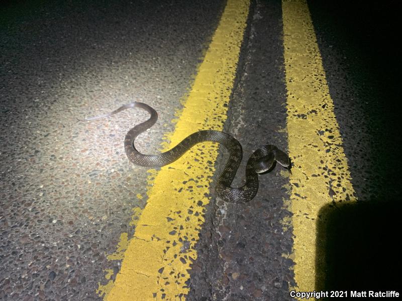 Black Ratsnake (Pantherophis obsoletus obsoletus)