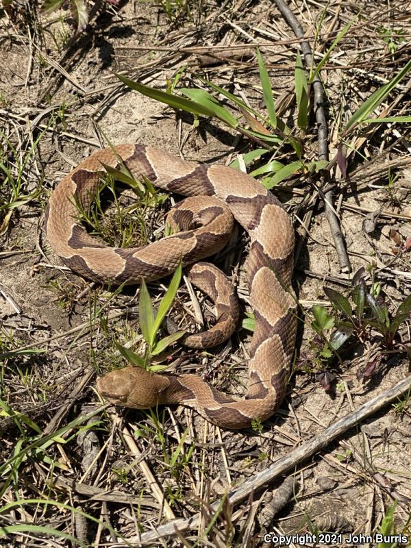 Southern Copperhead (Agkistrodon contortrix contortrix)