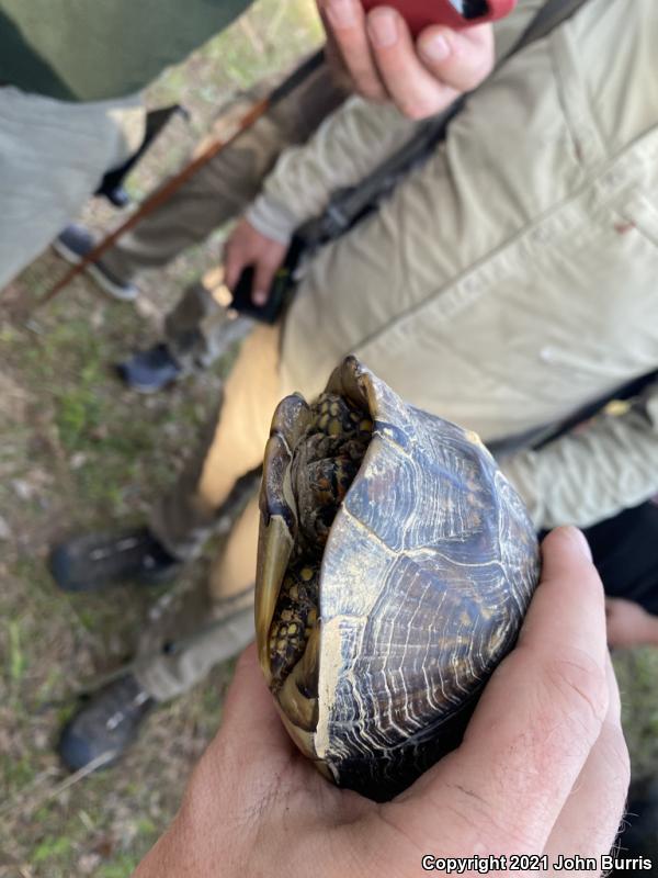 Three-toed Box Turtle (Terrapene carolina triunguis)