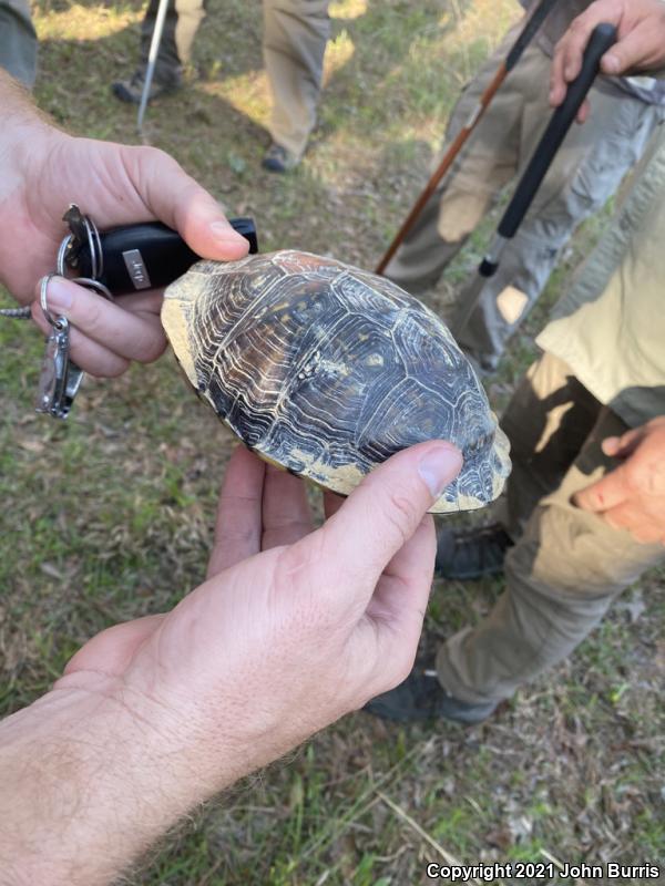 Three-toed Box Turtle (Terrapene carolina triunguis)