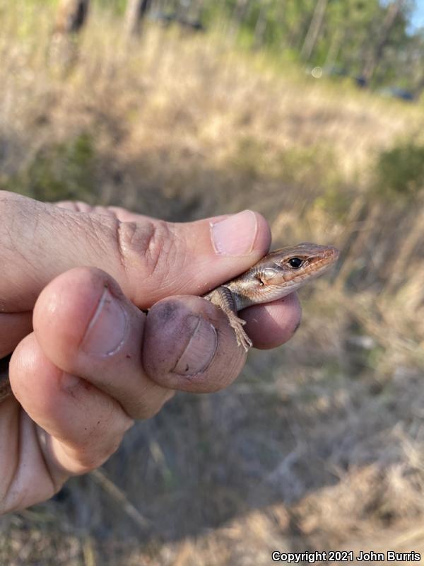 Broadhead Skink (Plestiodon laticeps)