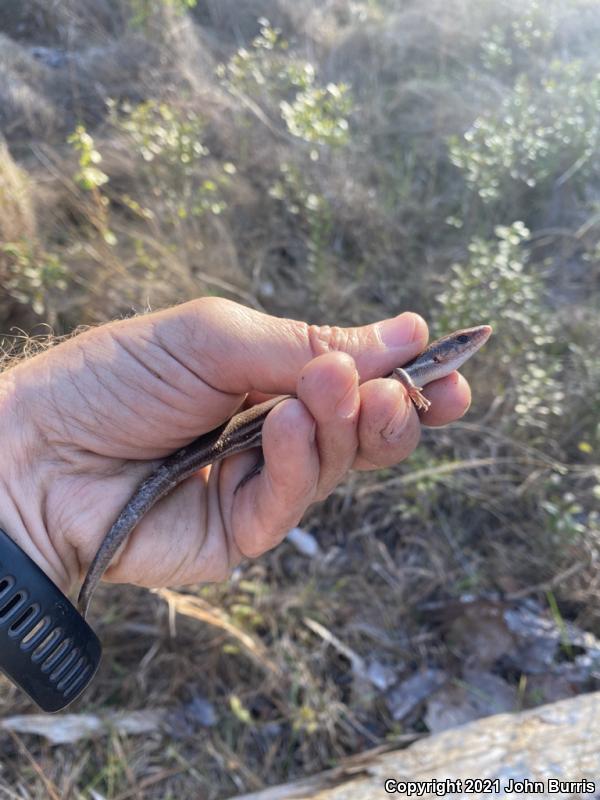 Broadhead Skink (Plestiodon laticeps)