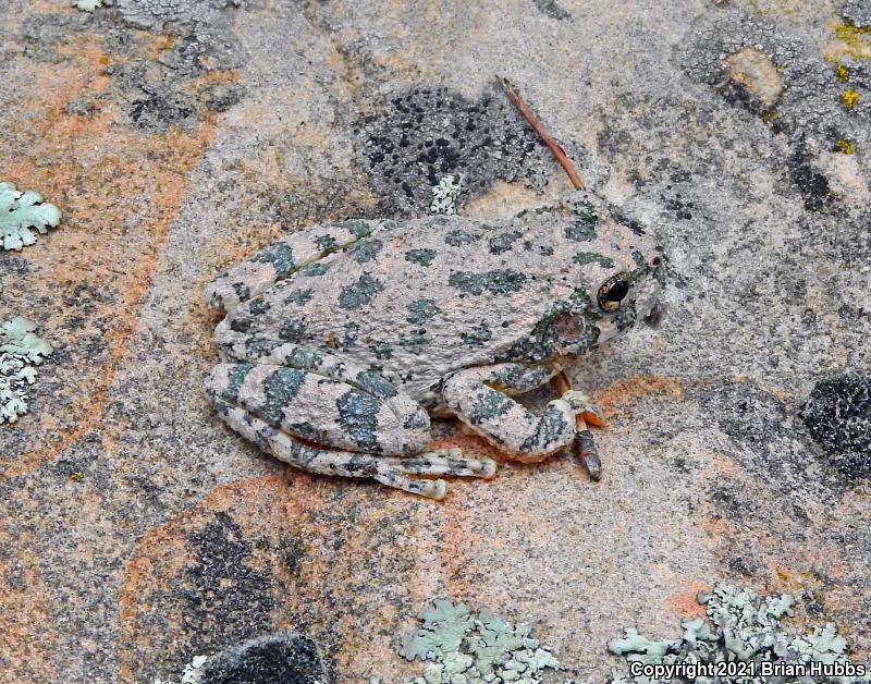 Canyon Treefrog (Hyla arenicolor)