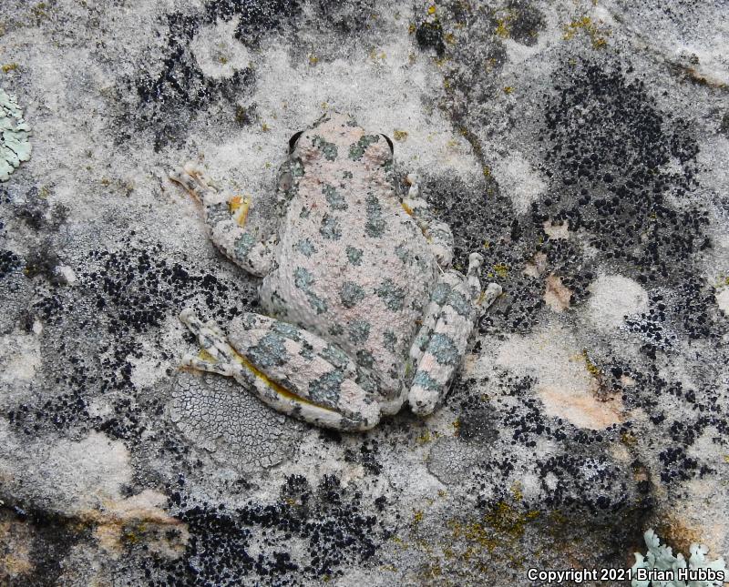 Canyon Treefrog (Hyla arenicolor)