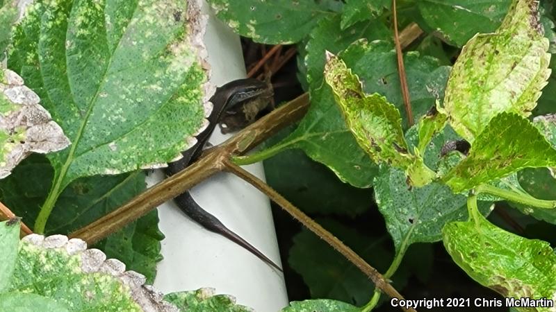 Little Brown Skink (Scincella lateralis)