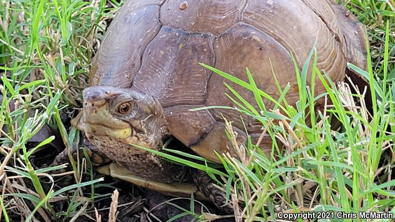 Three-toed Box Turtle (Terrapene carolina triunguis)