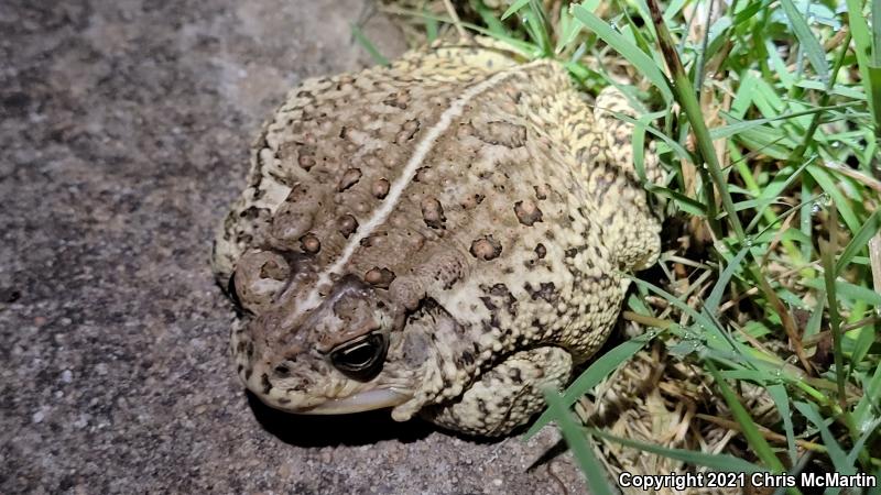 Woodhouse's Toad (Anaxyrus woodhousii woodhousii)