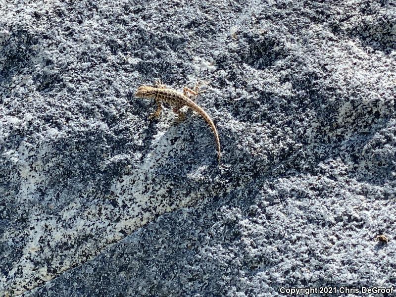 Western Side-blotched Lizard (Uta stansburiana elegans)