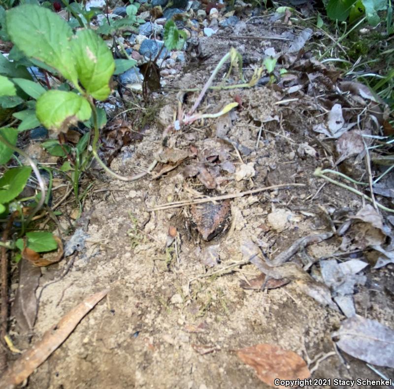 Eastern Narrow-mouthed Toad (Gastrophryne carolinensis)