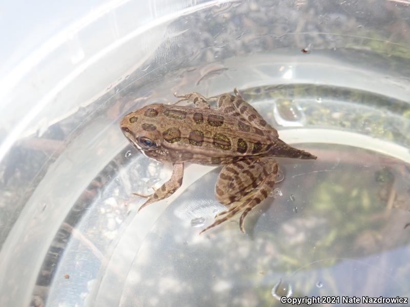 Pickerel Frog (Lithobates palustris)