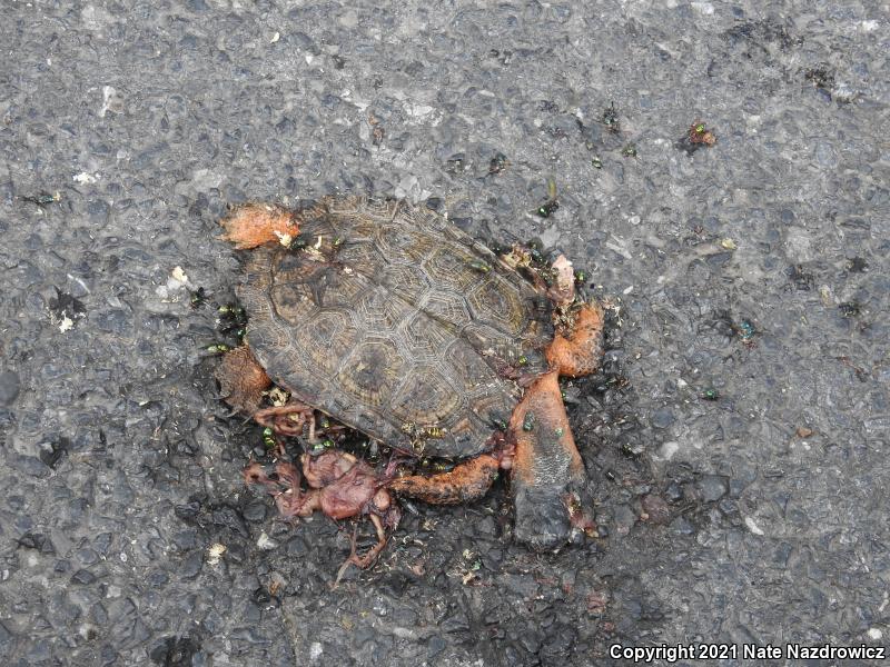 Wood Turtle (Glyptemys insculpta)