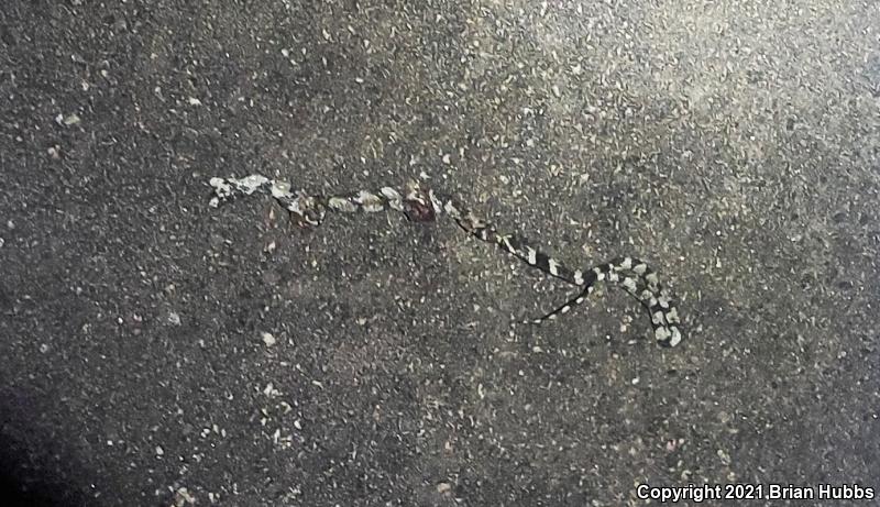 California Kingsnake (Lampropeltis getula californiae)