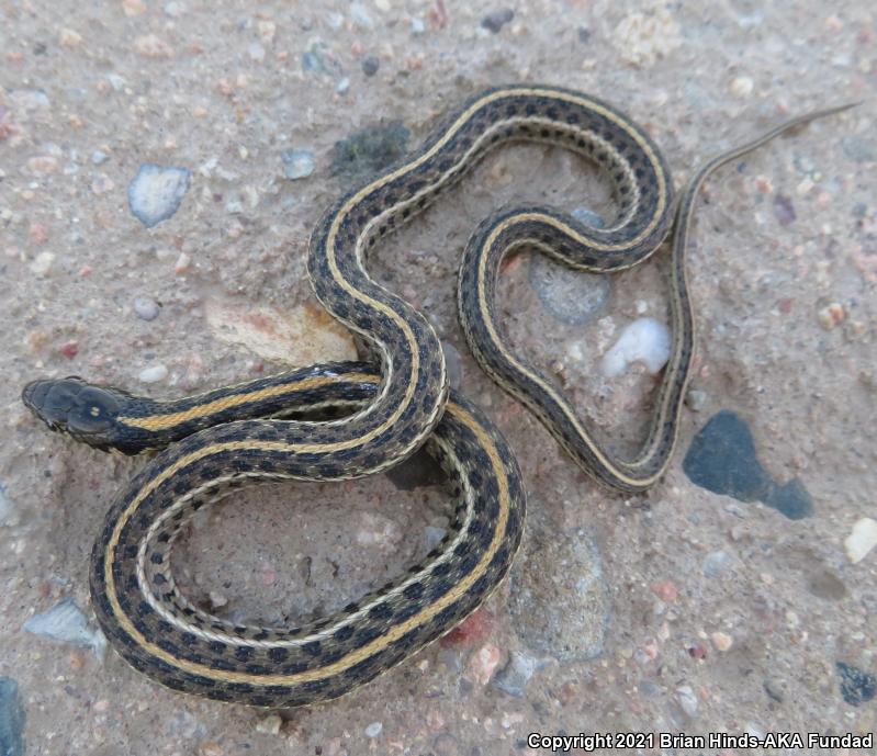 Black-necked Gartersnake (Thamnophis cyrtopsis)