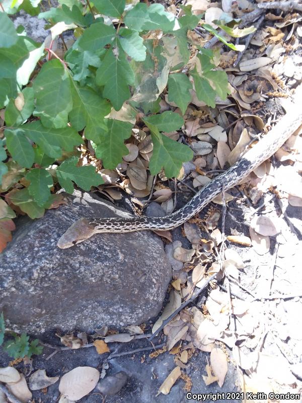 San Diego Gopher Snake (Pituophis catenifer annectens)