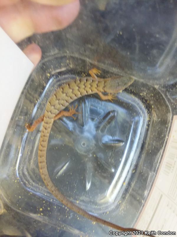 San Diego Alligator Lizard (Elgaria multicarinata webbii)