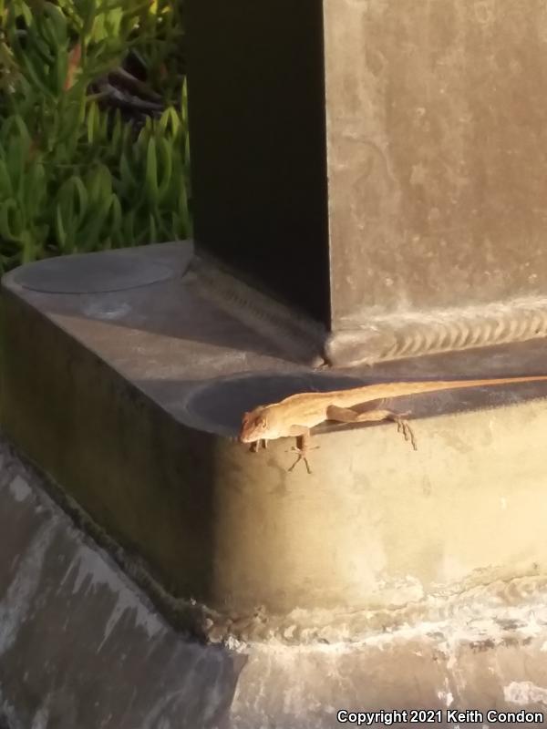 Brown Anole (Anolis sagrei)