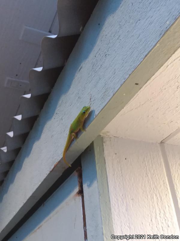 Gold Dust Day Gecko (Phelsuma laticauda)