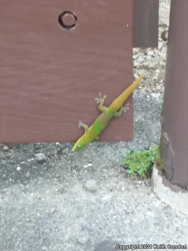 Gold Dust Day Gecko (Phelsuma laticauda)