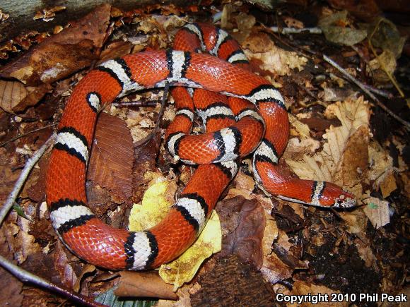 red milksnake red milksnake