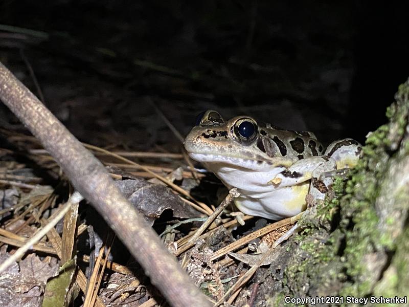 Pickerel Frog (Lithobates palustris)