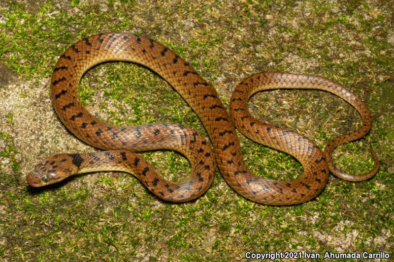 Western Cat-eyed Snake (Leptodeira punctata)
