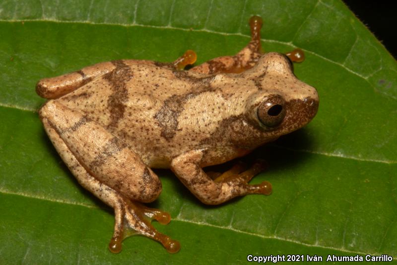 Taylor's Yellow Treefrog (Dendropsophus sartorii)