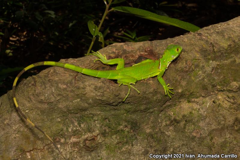 Green Iguana (Iguana iguana)