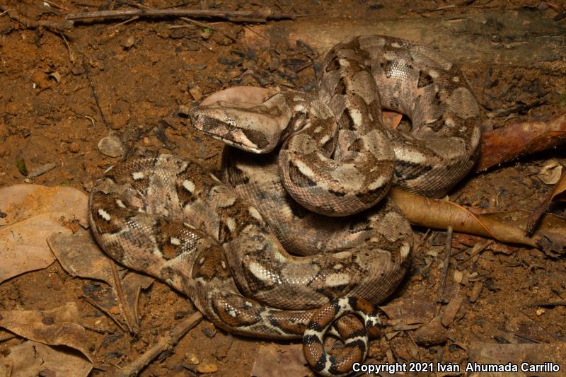 Mexican Boa Constrictor (Boa constrictor imperator)