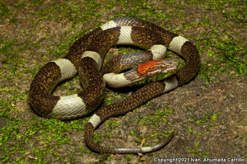 False Cat-eyed Snake (Pseudoleptodeira latifasciata)