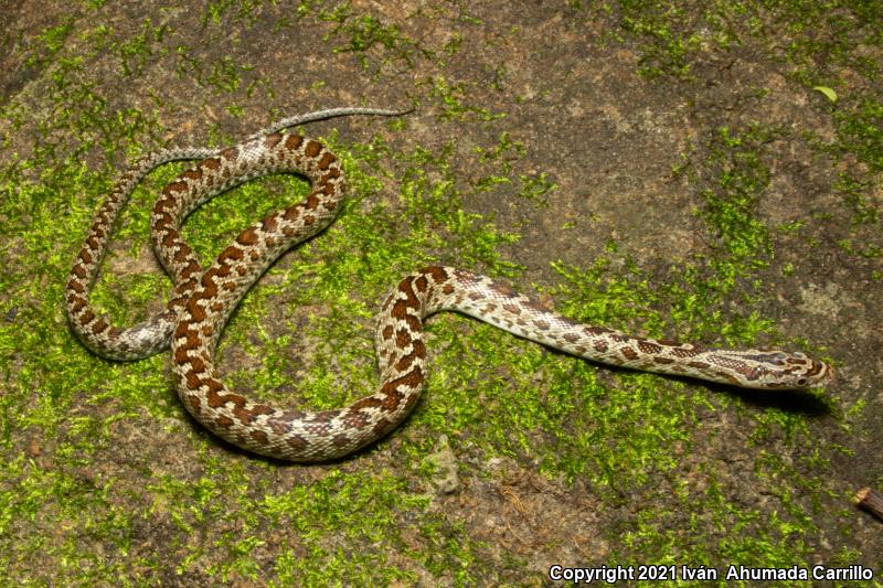 Green Ratsnake (Senticolis triaspis intermedia)