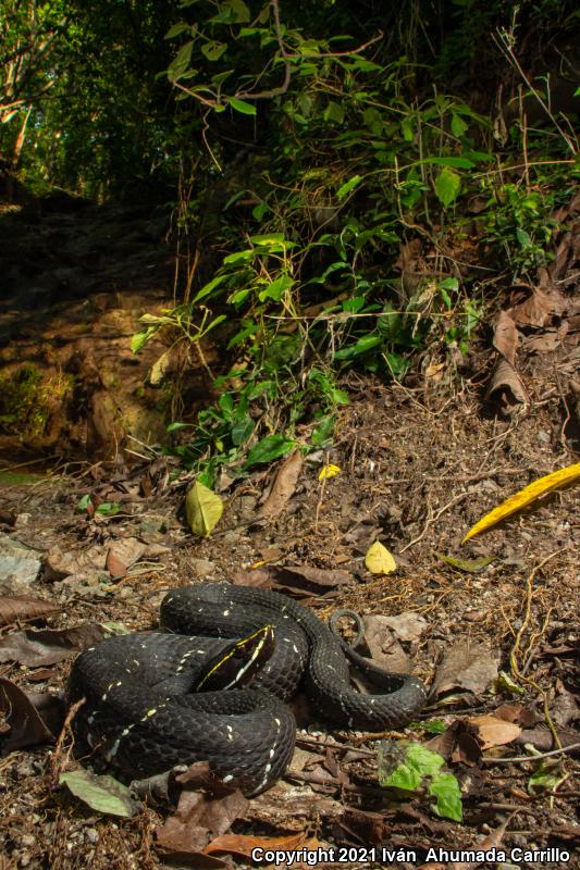 Cantil (Agkistrodon bilineatus)