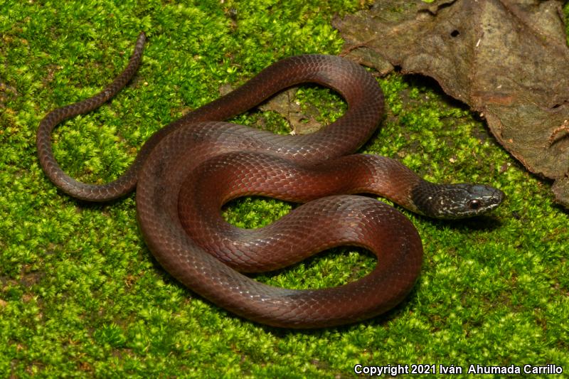 Stripeless Snake (Coniophanes lateritius)