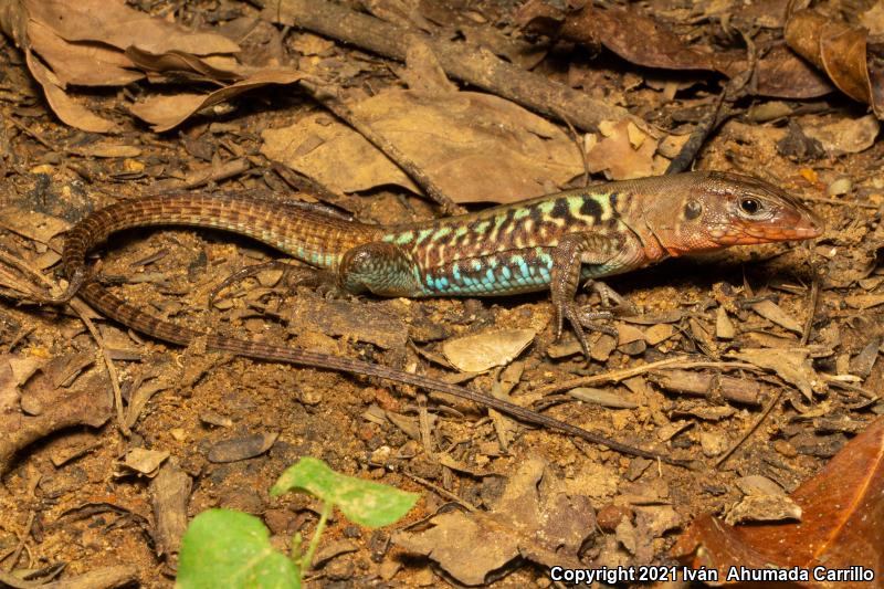 Rainbow Ameiva (Ameiva undulata)