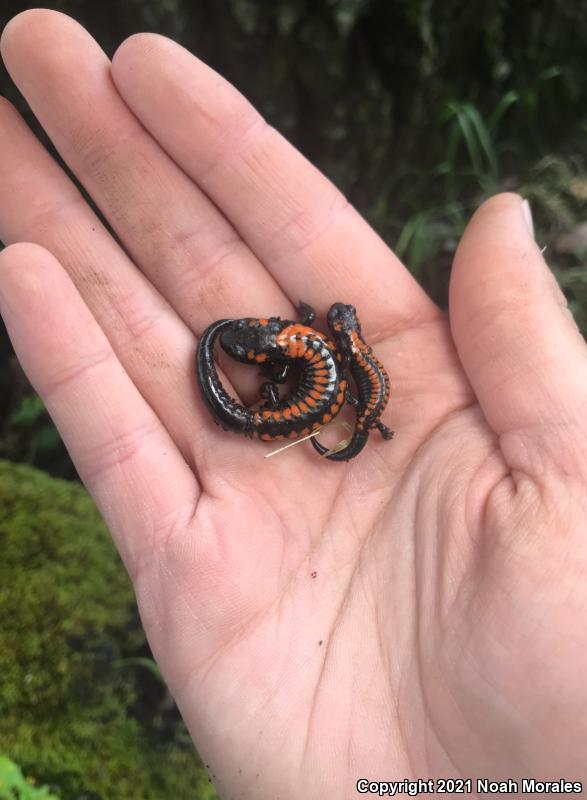 Bell's False Brook Salamander (Pseudoeurycea belli belli)