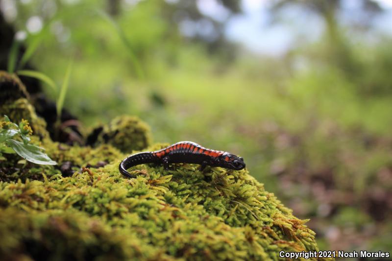 Bell's False Brook Salamander (Pseudoeurycea belli belli)