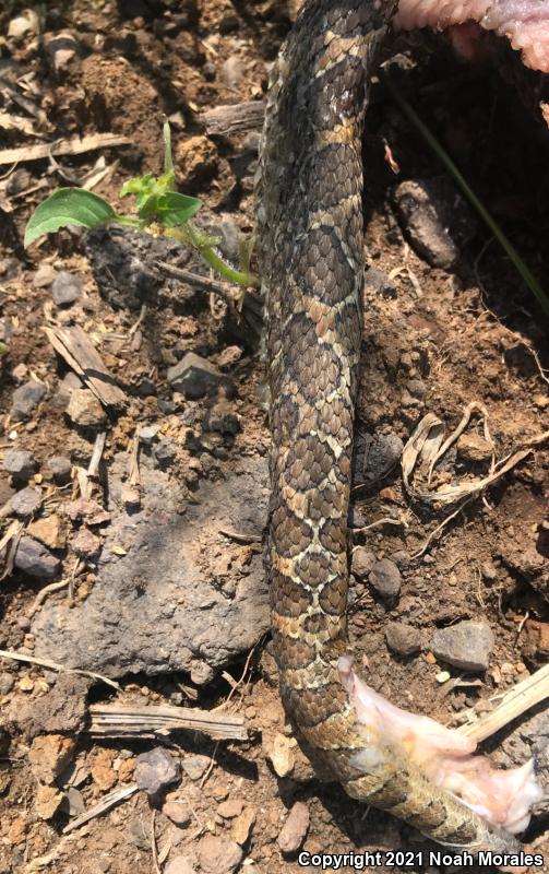 Mexican Lancehead Rattlesnake (Crotalus polystictus)