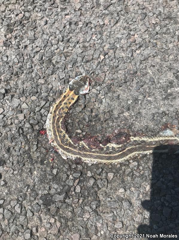 Tropical Black-necked Gartersnake (Thamnophis cyrtopsis collaris)