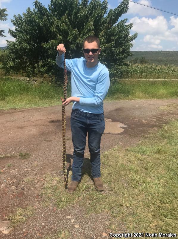 Mexican Bullsnake (Pituophis deppei deppei)