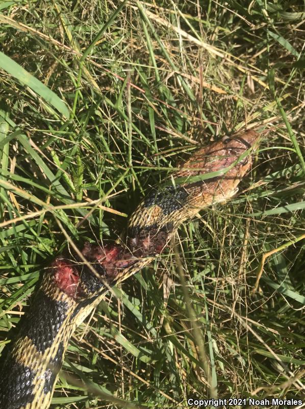 Mexican Bullsnake (Pituophis deppei deppei)