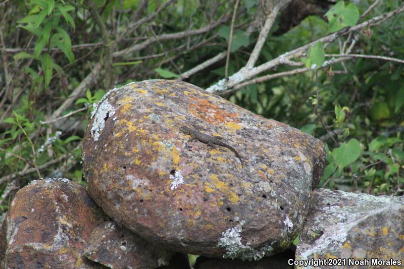 Dugès's Spiny Lizard (Sceloporus dugesii)