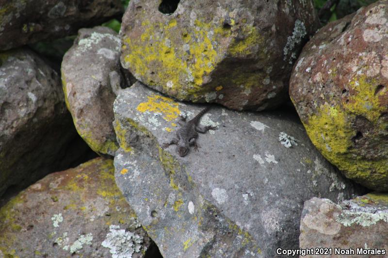 Dugès's Spiny Lizard (Sceloporus dugesii)