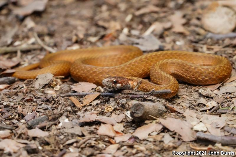 Florida Red-bellied Snake (Storeria occipitomaculata obscura)