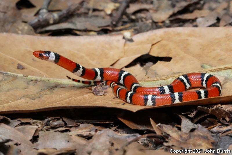 Scarlet Kingsnake (Lampropeltis triangulum elapsoides)