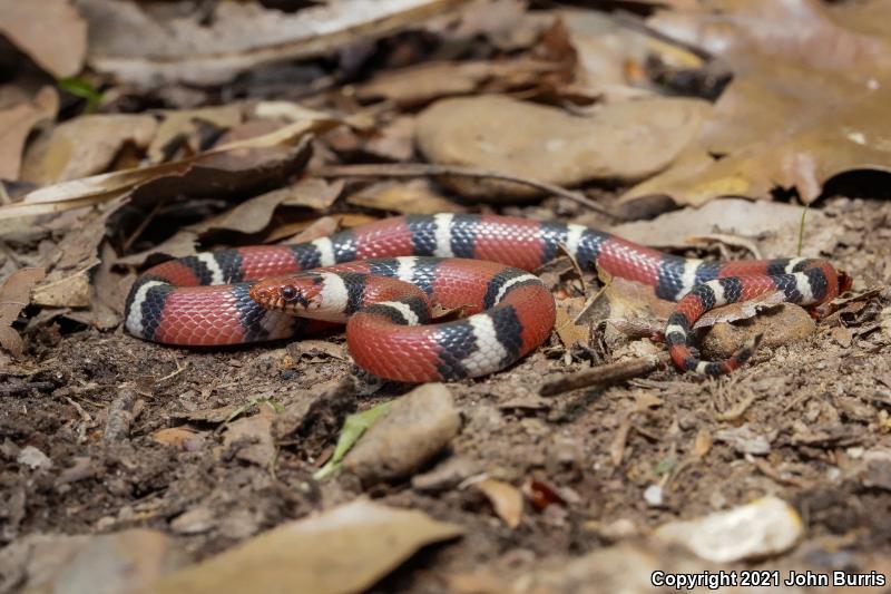 Scarlet Kingsnake (Lampropeltis triangulum elapsoides)