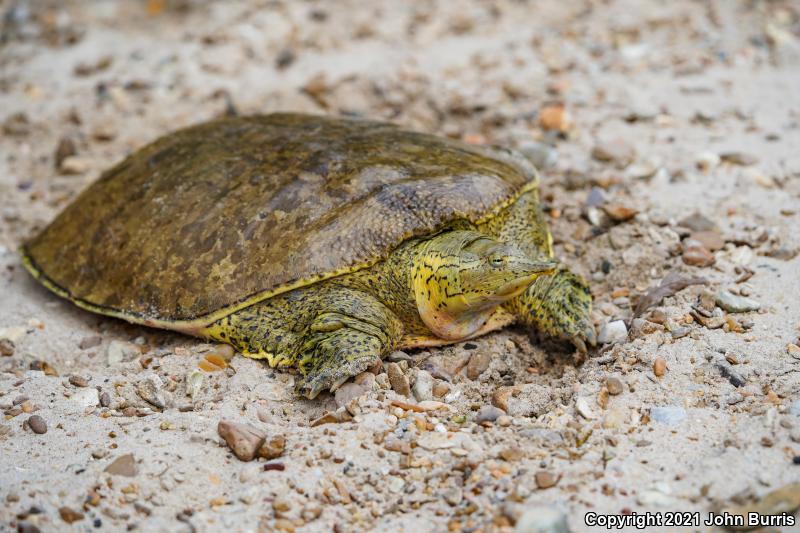 Gulf Coast Spiny Softshell (Apalone spinifera aspera)