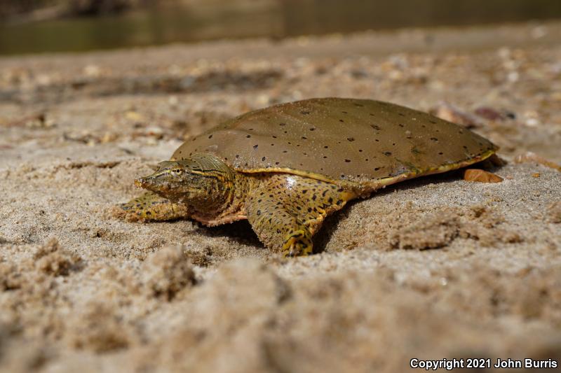 Gulf Coast Spiny Softshell (Apalone spinifera aspera)